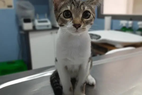 Koi Veteriner Kliniği - Resim 17