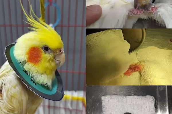 Koi Veteriner Kliniği - Resim 4