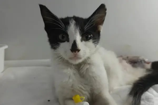 Koi Veteriner Kliniği - Resim 7
