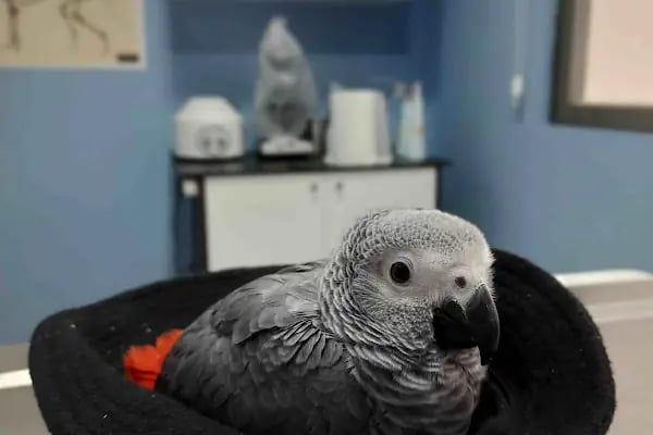Koi Veteriner Kliniği - Resim 15