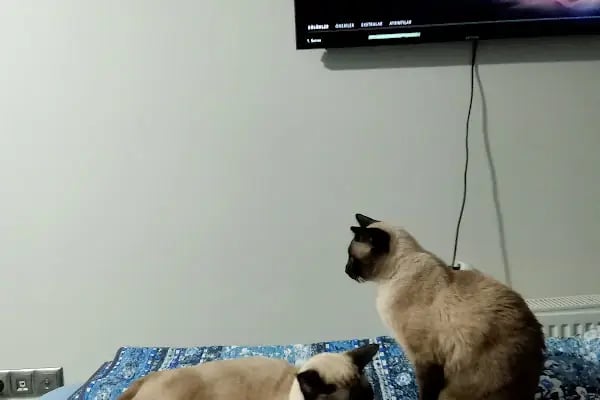 Koi Veteriner Kliniği - Resim 19