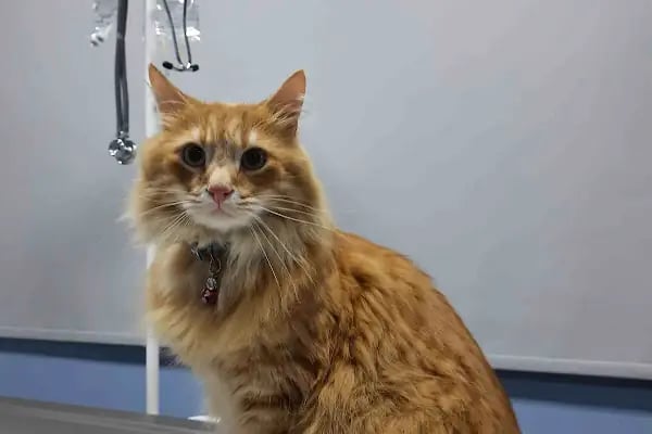 Koi Veteriner Kliniği - Resim 5