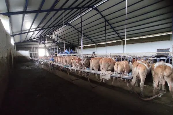 Kardeşler süt ve besi çiftliği - Resim 9