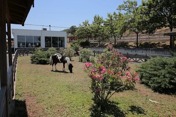 Atlı Spor Tesisleri - Resim 9