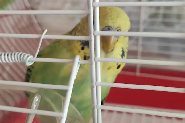 EMİN AKVARYUM VE PETSHOP - Resim 10