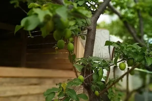 Kaynaklar Maviş ninenin yeri | Kaynaklarda Kahvaltı | Kaynaklarda Köy Kahvaltısı | Kaynaklarda Yemek | Kaynaklarda Gözleme - Resim 17