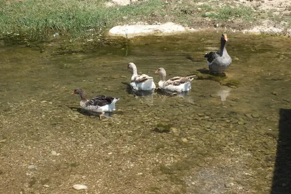 Şişci Sebo'nun Yeri - Resim 19