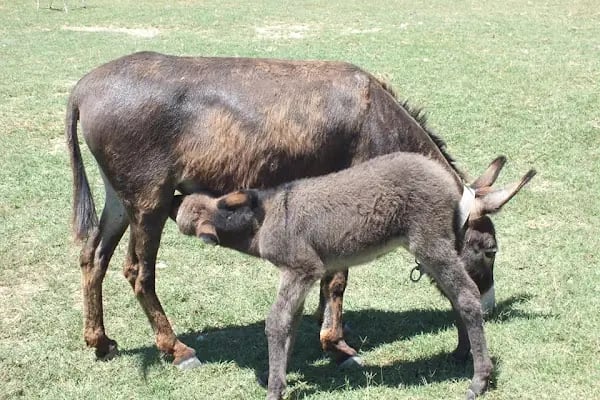 Şişci Sebo'nun Yeri - Resim 7