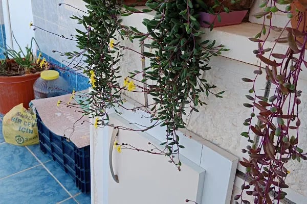 Antgül Sitesi - Resim 8