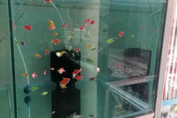 Ela Petshop - Resim 19