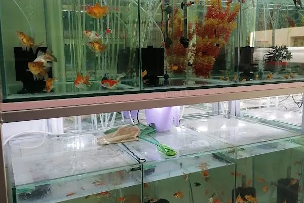 Ela Petshop - Resim 10