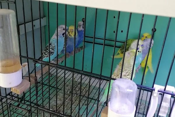 Ela Petshop - Resim 13