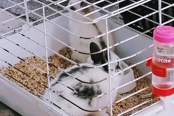 Ela Petshop - Resim 15