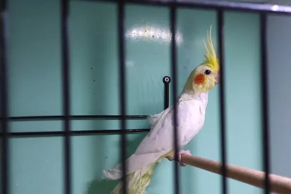 Ela Petshop - Resim 7