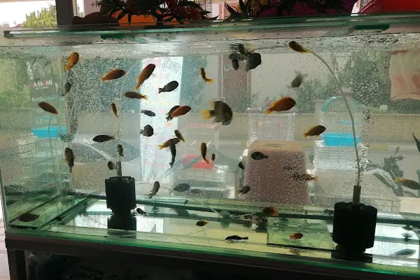 Ela Petshop - Resim 16