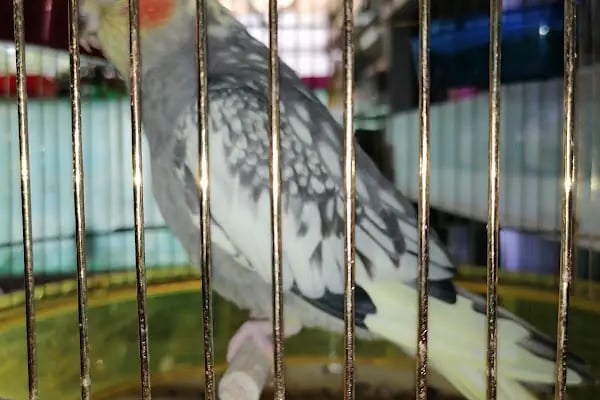 Ela Petshop - Resim 4
