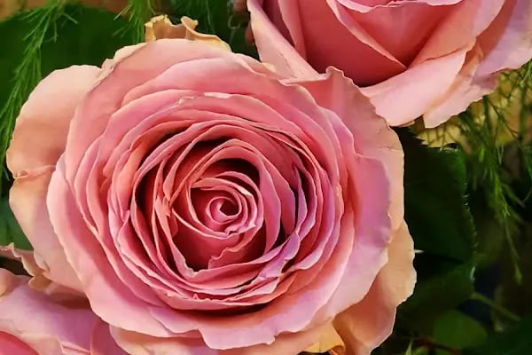 Oben Flowers - Resim 19