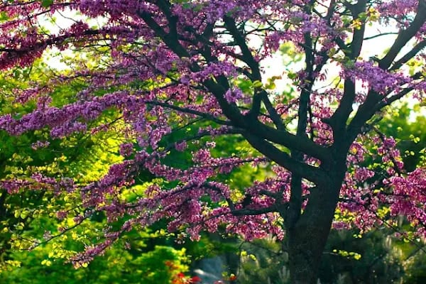 İBB Japon Bahçesi Parkı - Resim 3