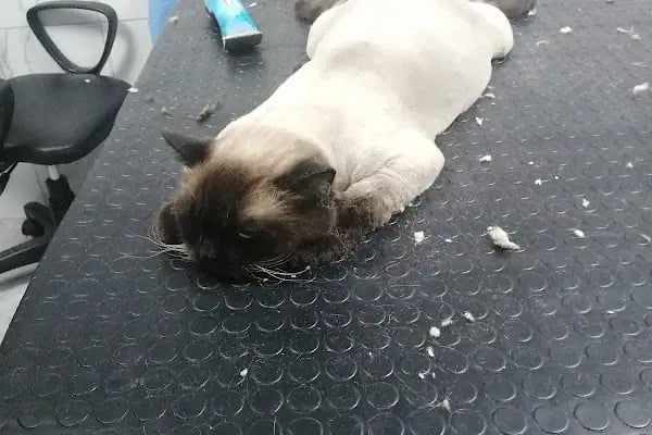 Gezgin Veteriner Kliniği Bergama - Resim 5