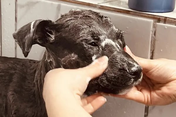 Gezgin Veteriner Kliniği Bergama - Resim 17