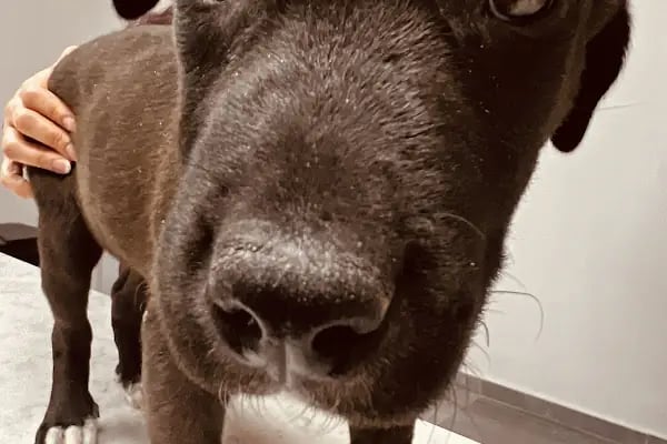 Gezgin Veteriner Kliniği Bergama - Resim 14