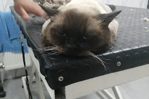 Gezgin Veteriner Kliniği Bergama - Resim 18