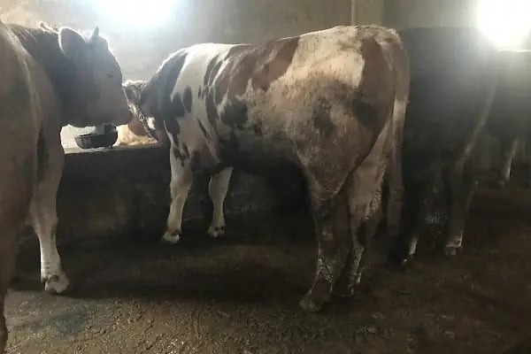 KUTLAY ÇİFTLİĞİ - Resim 14