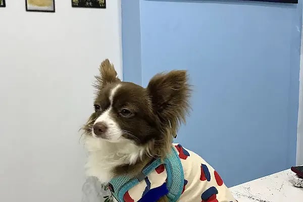 Vegas Veteriner Kliniği - Resim 13