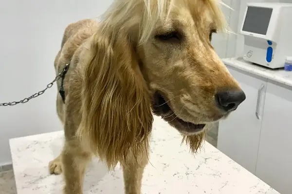 Vegas Veteriner Kliniği - Resim 19