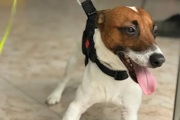 Vegas Veteriner Kliniği - Resim 14
