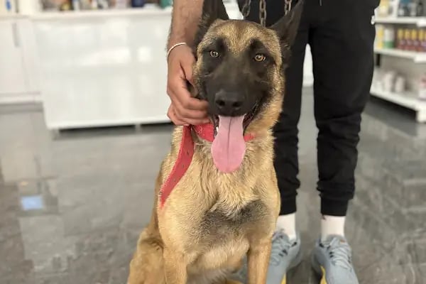 Vegas Veteriner Kliniği - Resim 18
