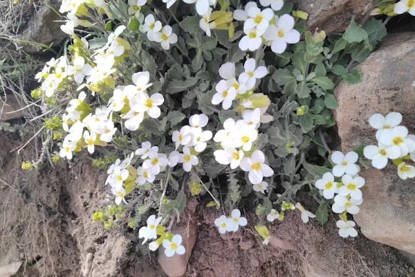 Niğde keten çimen kayak merkezi - Resim 16