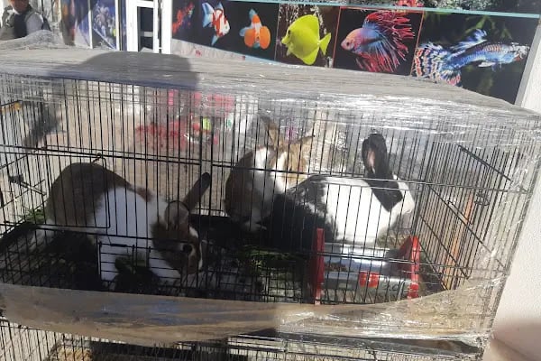 uğurlu pet shop - Resim 9