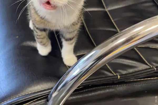 Linda Veteriner Kliniği - Resim 19