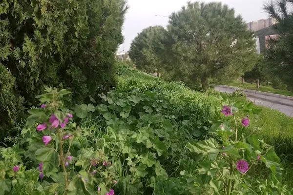 Meşale Öğretmenler Sitesi - Resim 8