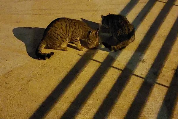 univet veteriner kliniği - Resim 3