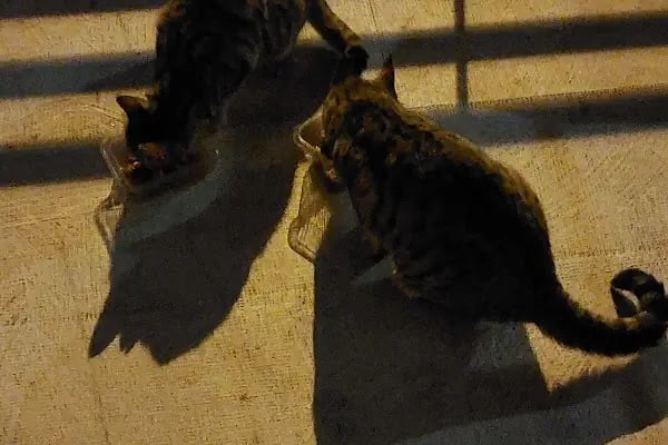 univet veteriner kliniği - Resim 2