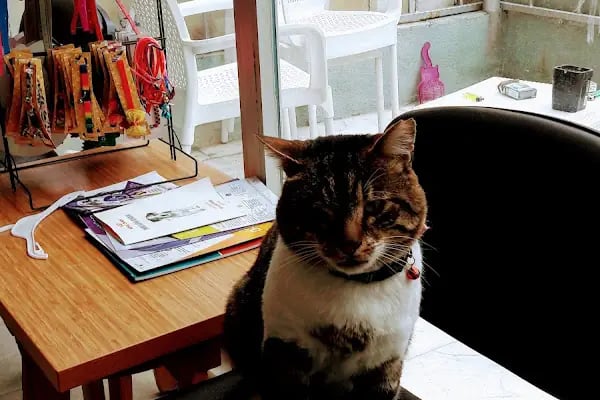 univet veteriner kliniği - Resim 4