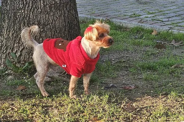 İzmir Büyükşehir Belediyesi Vali Parkı - Resim 5