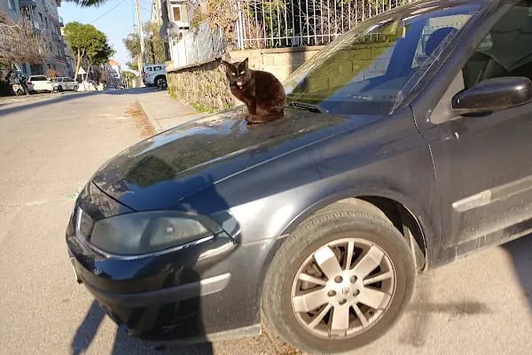 Clean Car - Resim 14