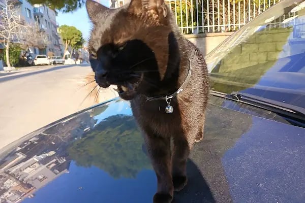 Clean Car - Resim 8