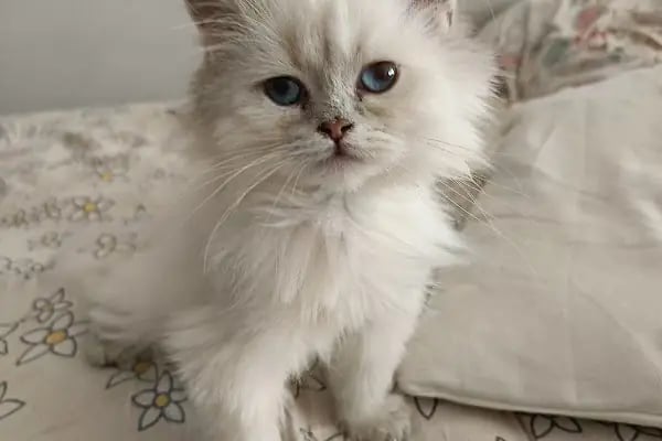 Han Pet Market - Resim 8