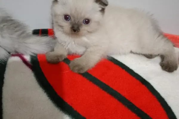 Han Pet Market - Resim 1