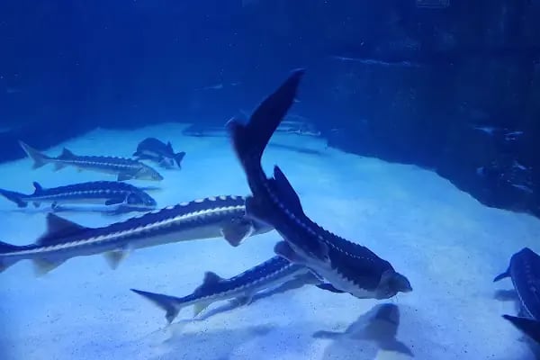 Antalya Aquarium - Resim 18