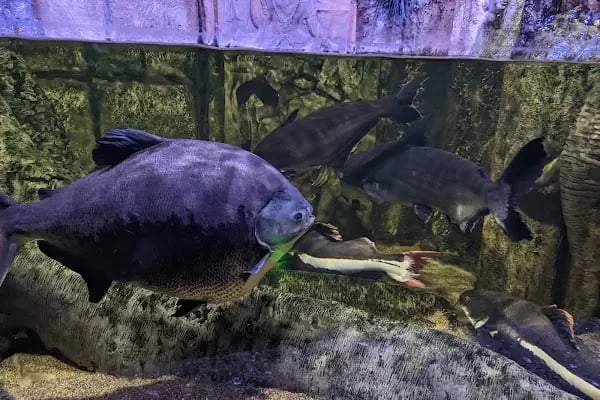Antalya Aquarium - Resim 17