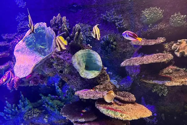 Antalya Aquarium - Resim 9