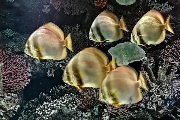 Antalya Aquarium - Resim 14