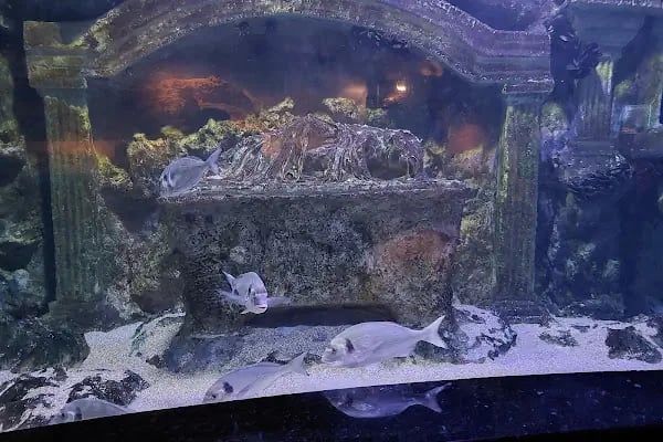 Antalya Aquarium - Resim 20
