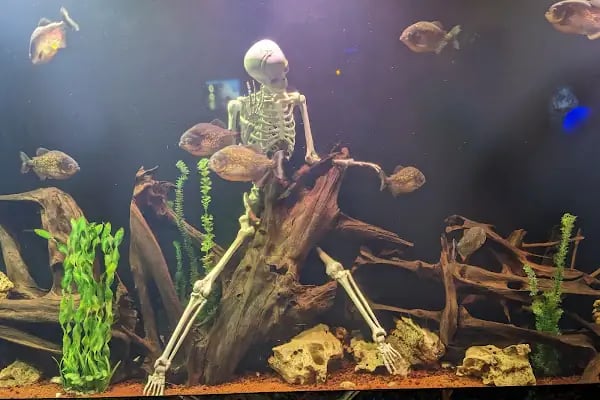 Antalya Aquarium - Resim 12