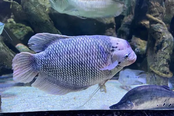 Antalya Aquarium - Resim 13
